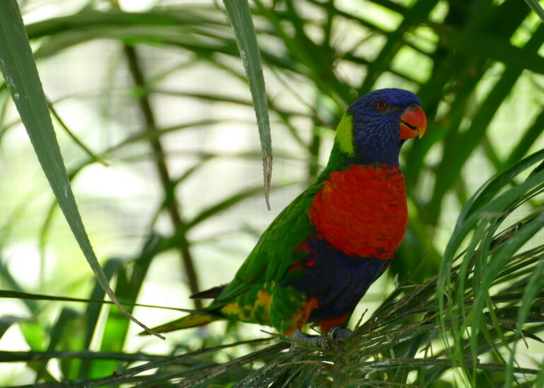 18. La Guadeloupe ; Deshaies, le jardin botanique