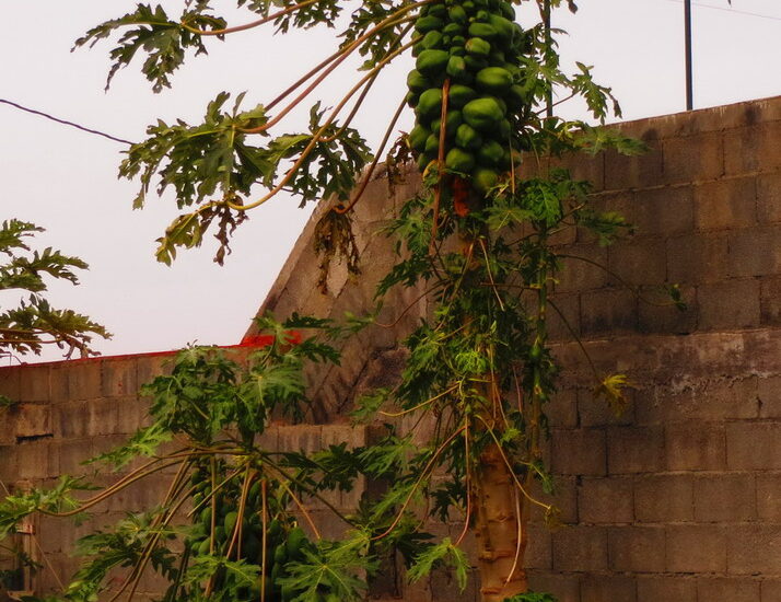 19. Papayer chargé de fruits