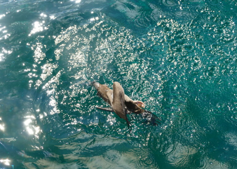 19. Plongeon en piquet