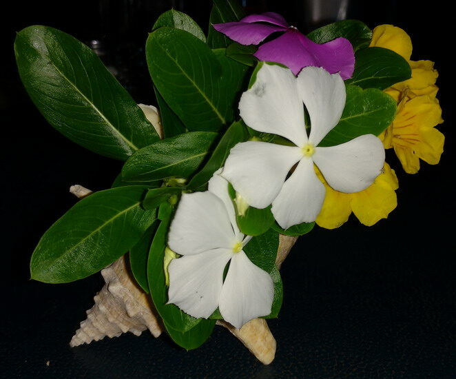 19. Union island, Chatam bay, les fleurs du restaurant