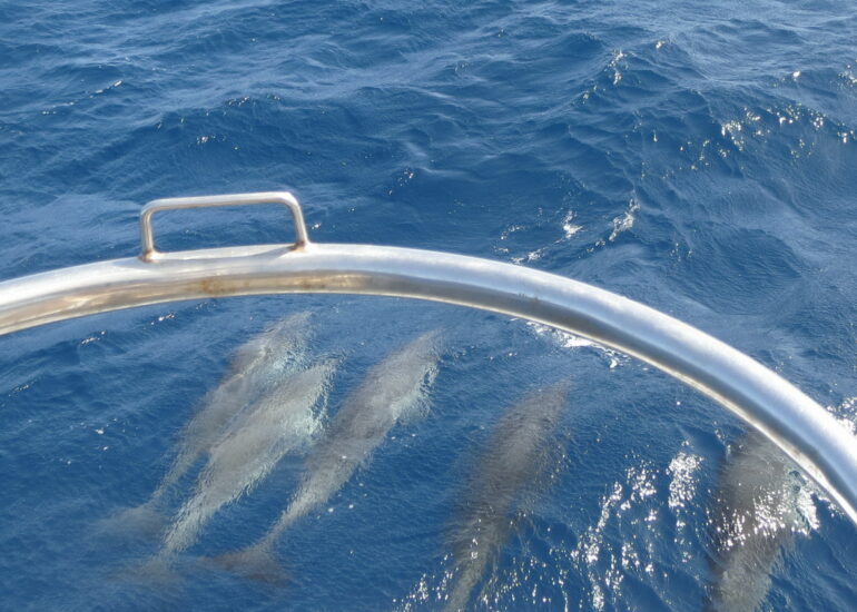 2. Nos premiers compagnons de voyage, un troupeau d’une cinquantaine de dauphins