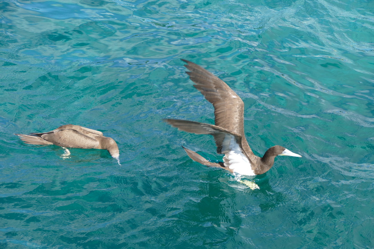 20. 0n redécolle, mais l'oiseau est plutôt empoté