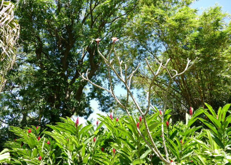 20. La Guadeloupe ; Deshaies, le jardin botanique