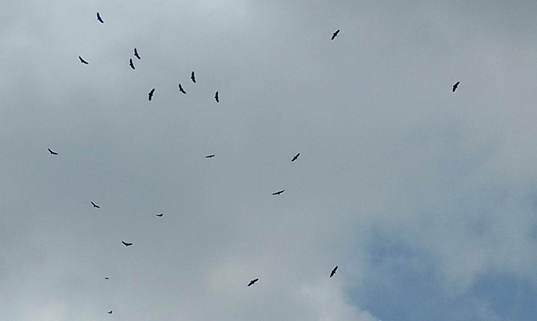 20. Vol de vautours (aussi nombreux que les pélicans) à Scotland bay