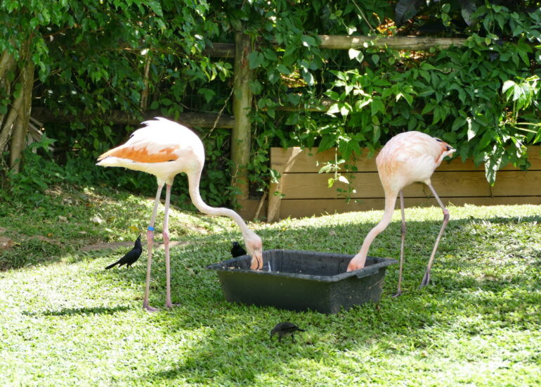 21. La Guadeloupe ; Deshaies, le jardin botanique