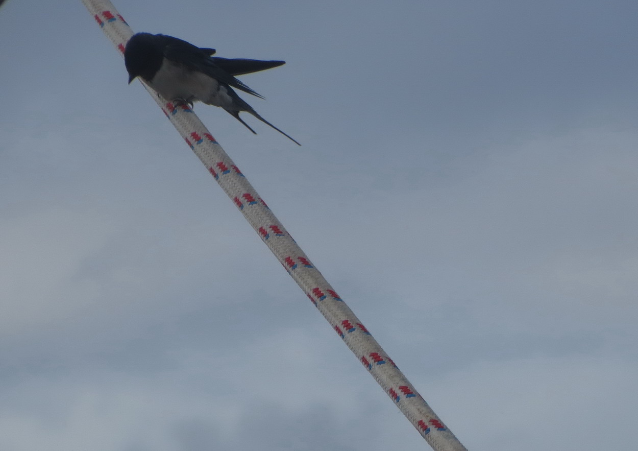 21. Une hirondelle passait là par hasard