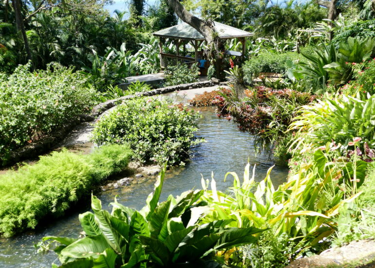 22. La Guadeloupe ; Deshaies, le jardin botanique