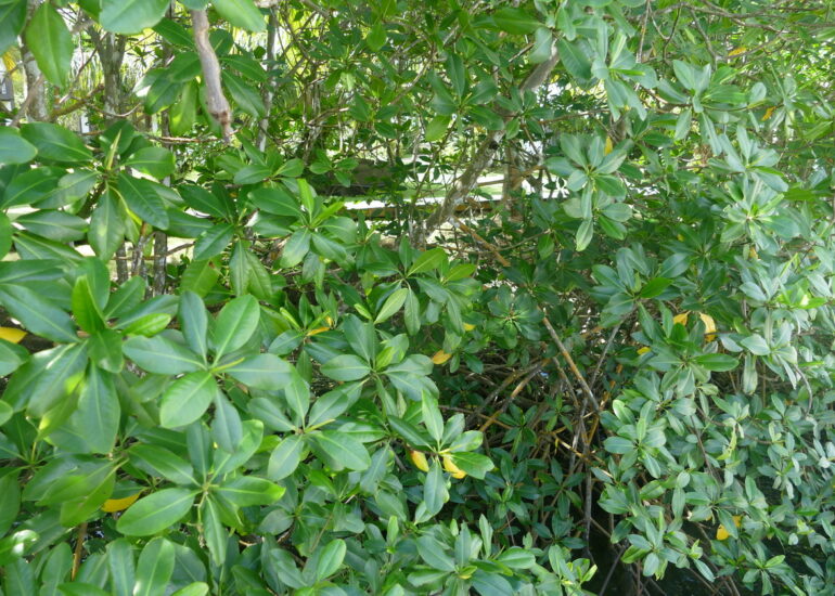 22. Ste Lucie, Marigot harbour, la mangrove