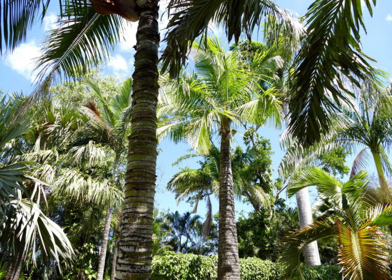23. La Guadeloupe ; Deshaies, le jardin botanique