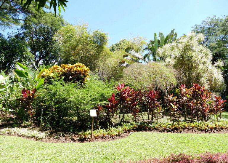 24. La Guadeloupe ; Deshaies, le jardin botanique