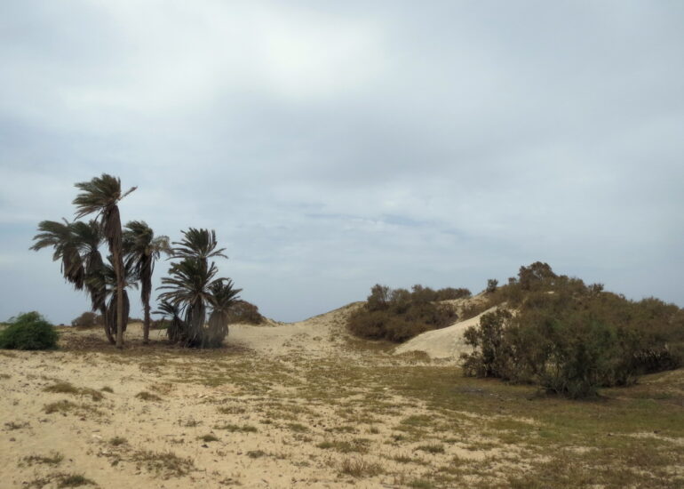 24. Les dunes du nord