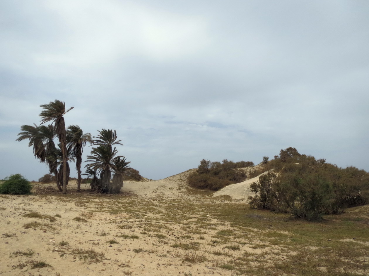 24. Les dunes du nord