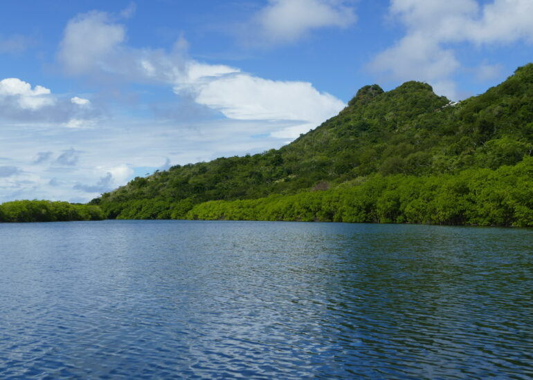 24. Mangrove et trou à cyclone