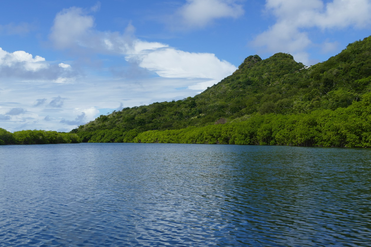 24. Mangrove et trou à cyclone