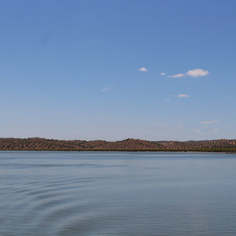 24. Remontée du Guadiana, oliveraie sur la rive portugaise