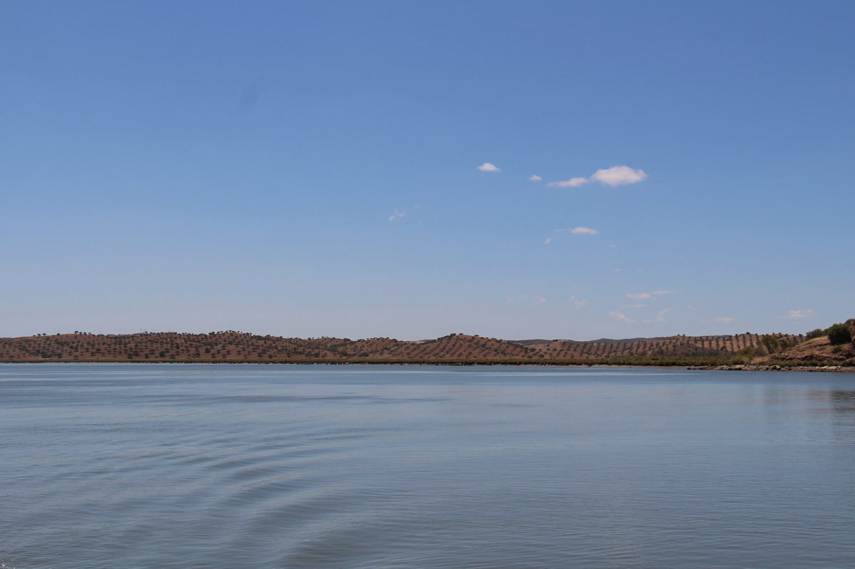 24. Remontée du Guadiana, oliveraie sur la rive portugaise