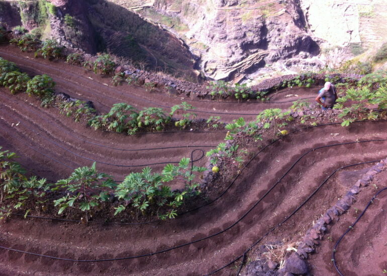 25. Culture de manioc