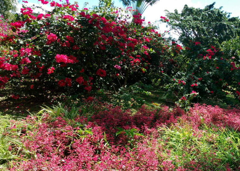 25. La Guadeloupe ; Deshaies, le jardin botanique