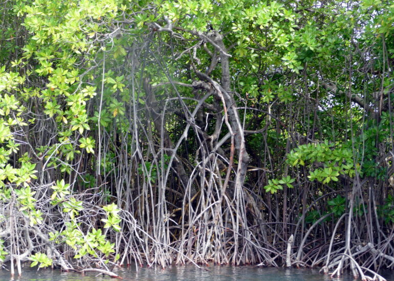 25. Mangrove