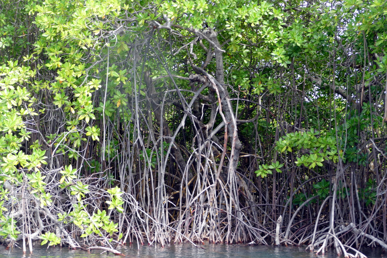 25. Mangrove