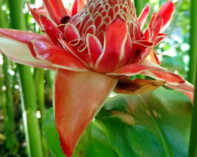26. La Guadeloupe ; Deshaies, le jardin botanique