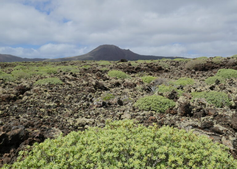 26. Lanzarote reverdit