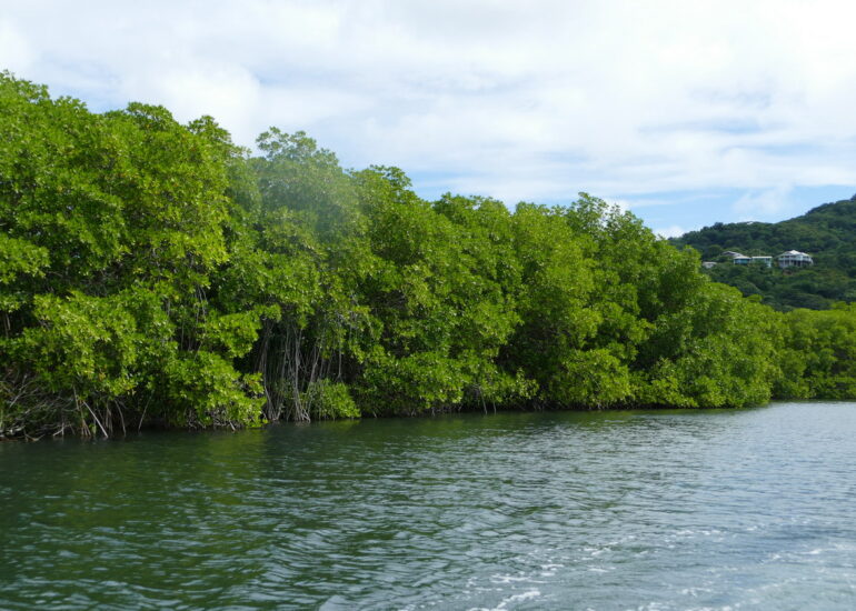 26. Mangrove