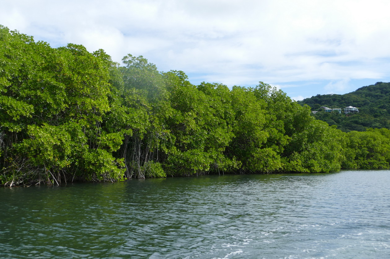 26. Mangrove