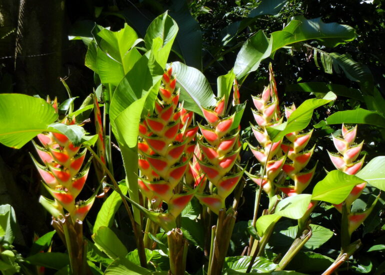 27. La Guadeloupe ; Deshaies, le jardin botanique