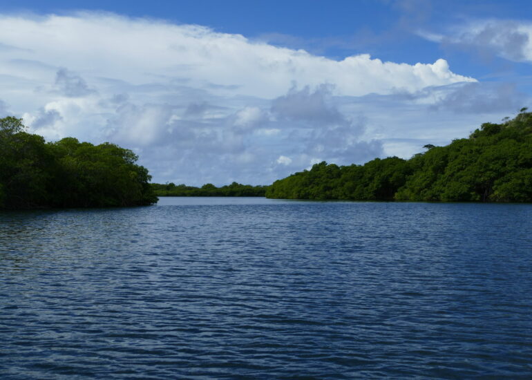 27. Mangrove et trou à cyclone