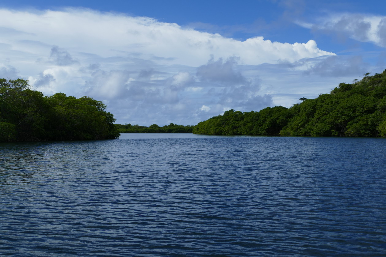 27. Mangrove et trou à cyclone