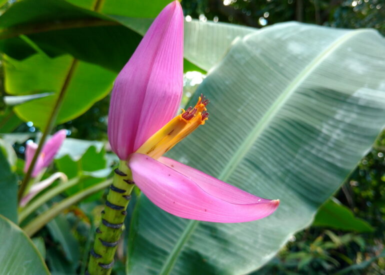28. Deshaies, le jardin botanique