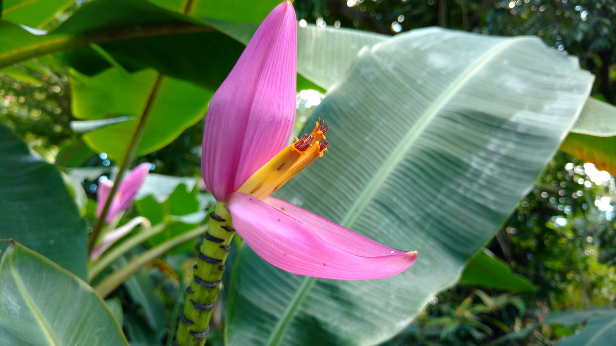 28. Deshaies, le jardin botanique