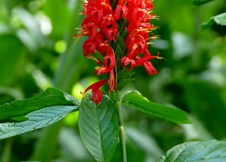 28. La Guadeloupe ; Deshaies, le jardin botanique