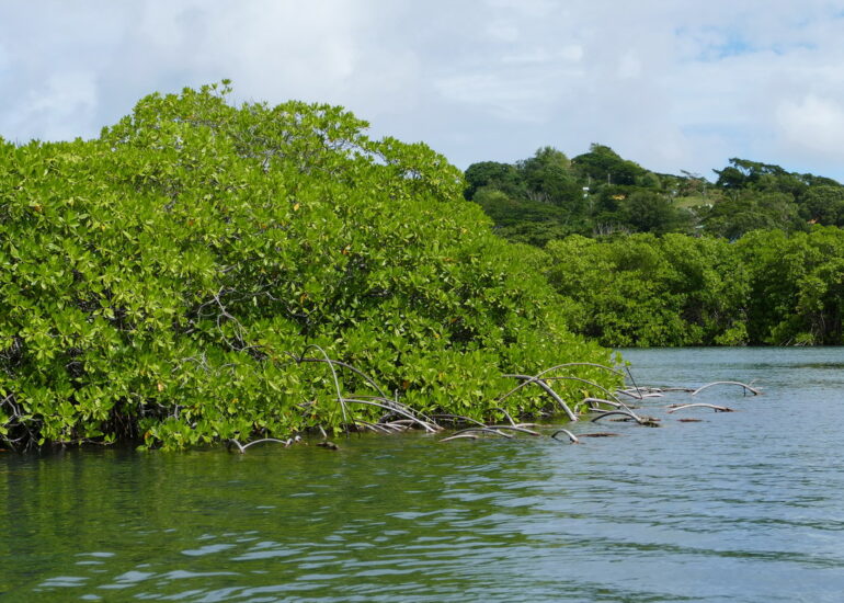 28. Mangrove
