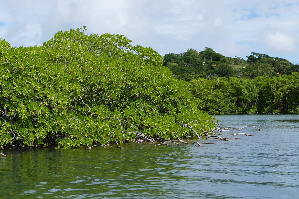 28. Mangrove