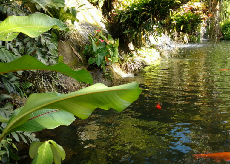 29. Deshaies, le jardin botanique