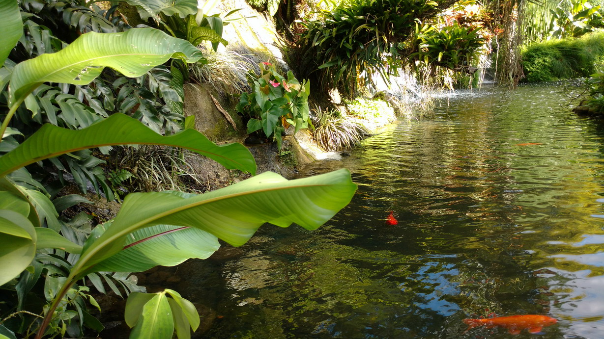 29. Deshaies, le jardin botanique