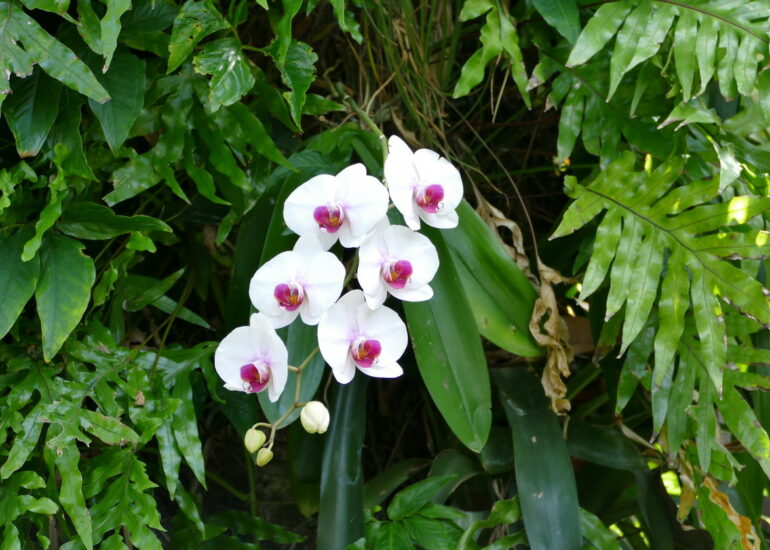 29. La Guadeloupe ; Deshaies, le jardin botanique