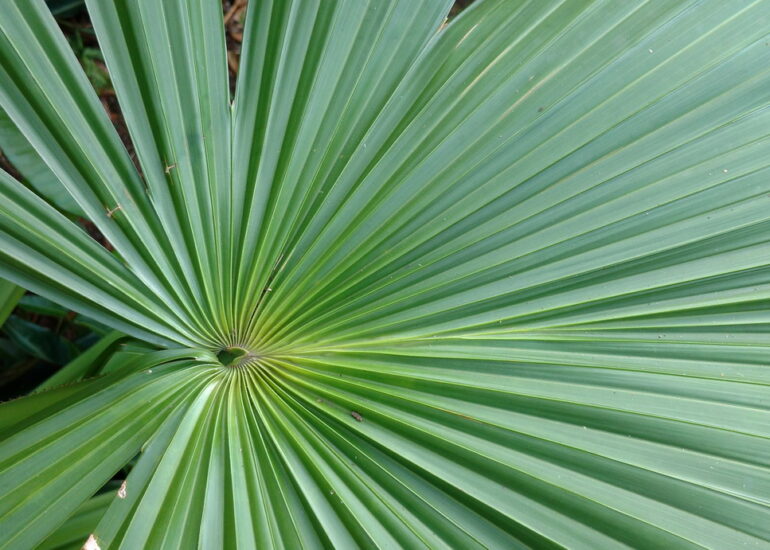 30. Deshaies, le jardin botanique