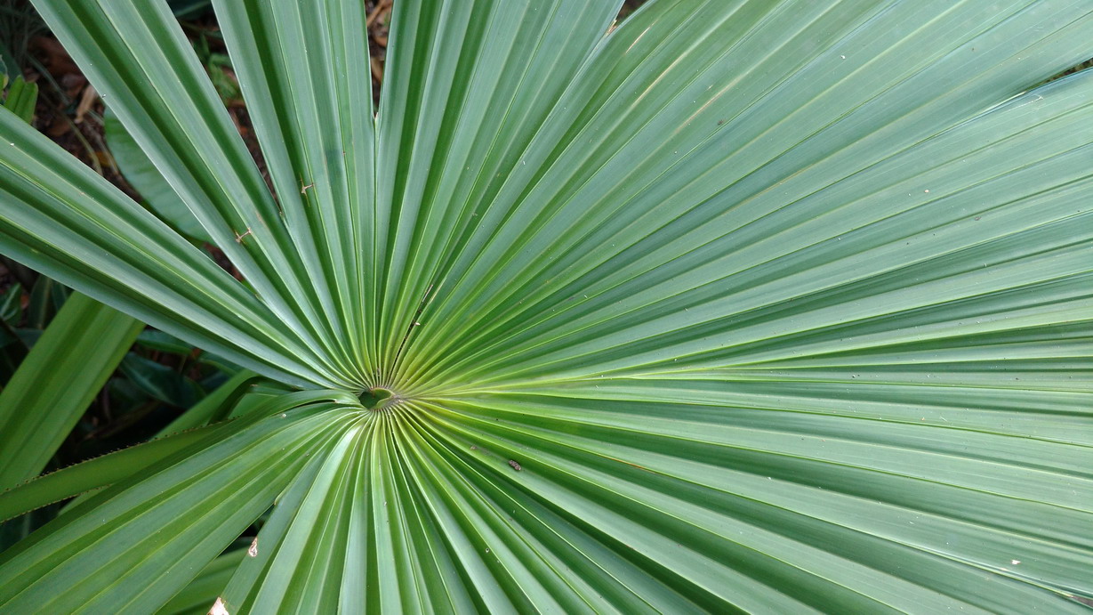 30. Deshaies, le jardin botanique