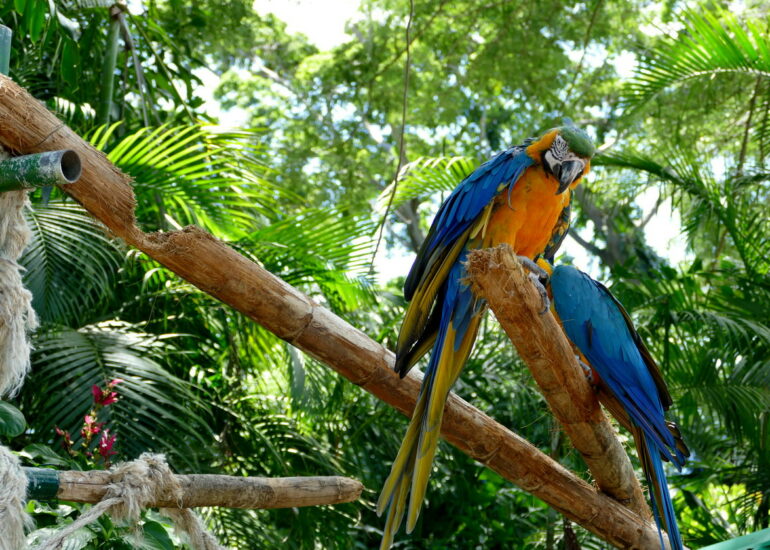 30. La Guadeloupe ; Deshaies, le jardin botanique