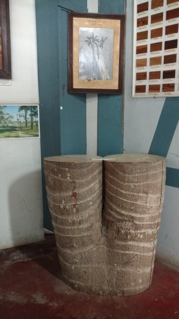 30. Musée départemental, un tronc double de palmier