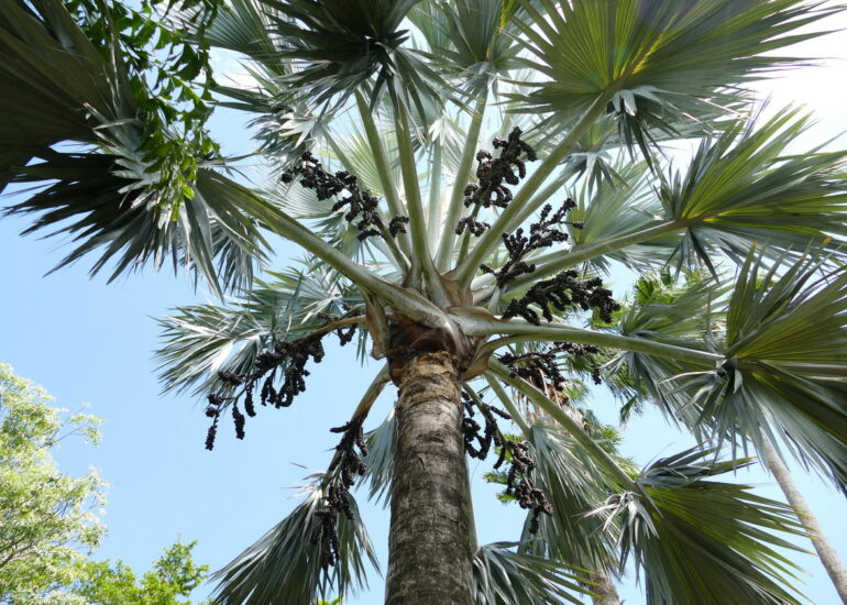31. La Guadeloupe ; Deshaies, le jardin botanique