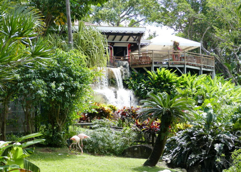 32. La Guadeloupe ; Deshaies, le jardin botanique
