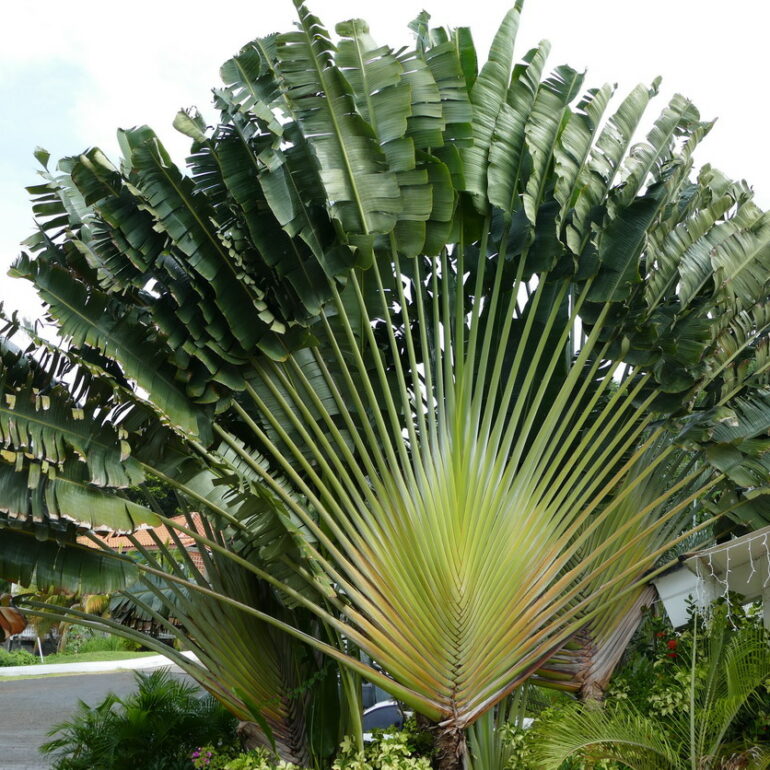 32. L'arbre des voyageurs