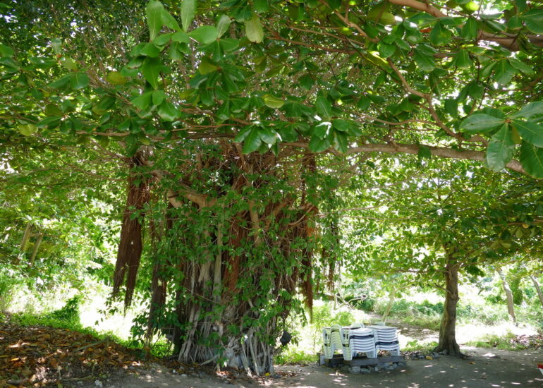 33. Bequia, Admiralty bay, Princess Margarete beach