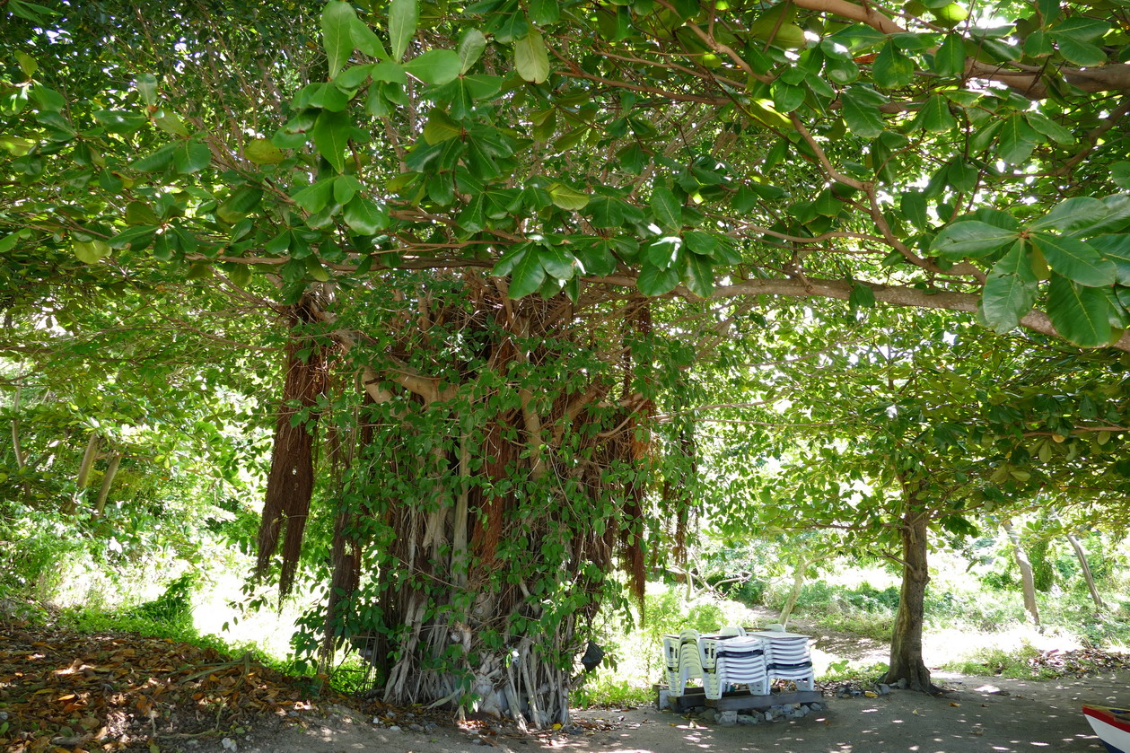 33. Bequia, Admiralty bay, Princess Margarete beach