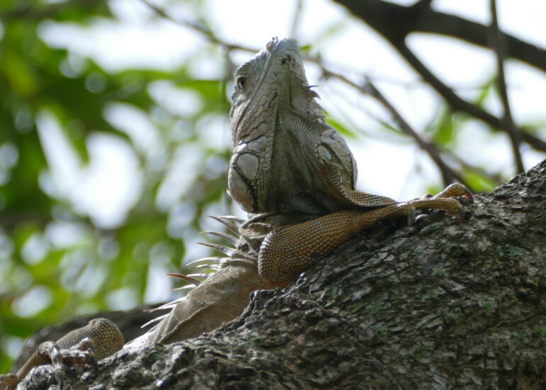 33. Fort-de-France ; le fort Saint-Louis, un iguane, habitant des lieux, reliquat d'un zoo du XIXème siècle
