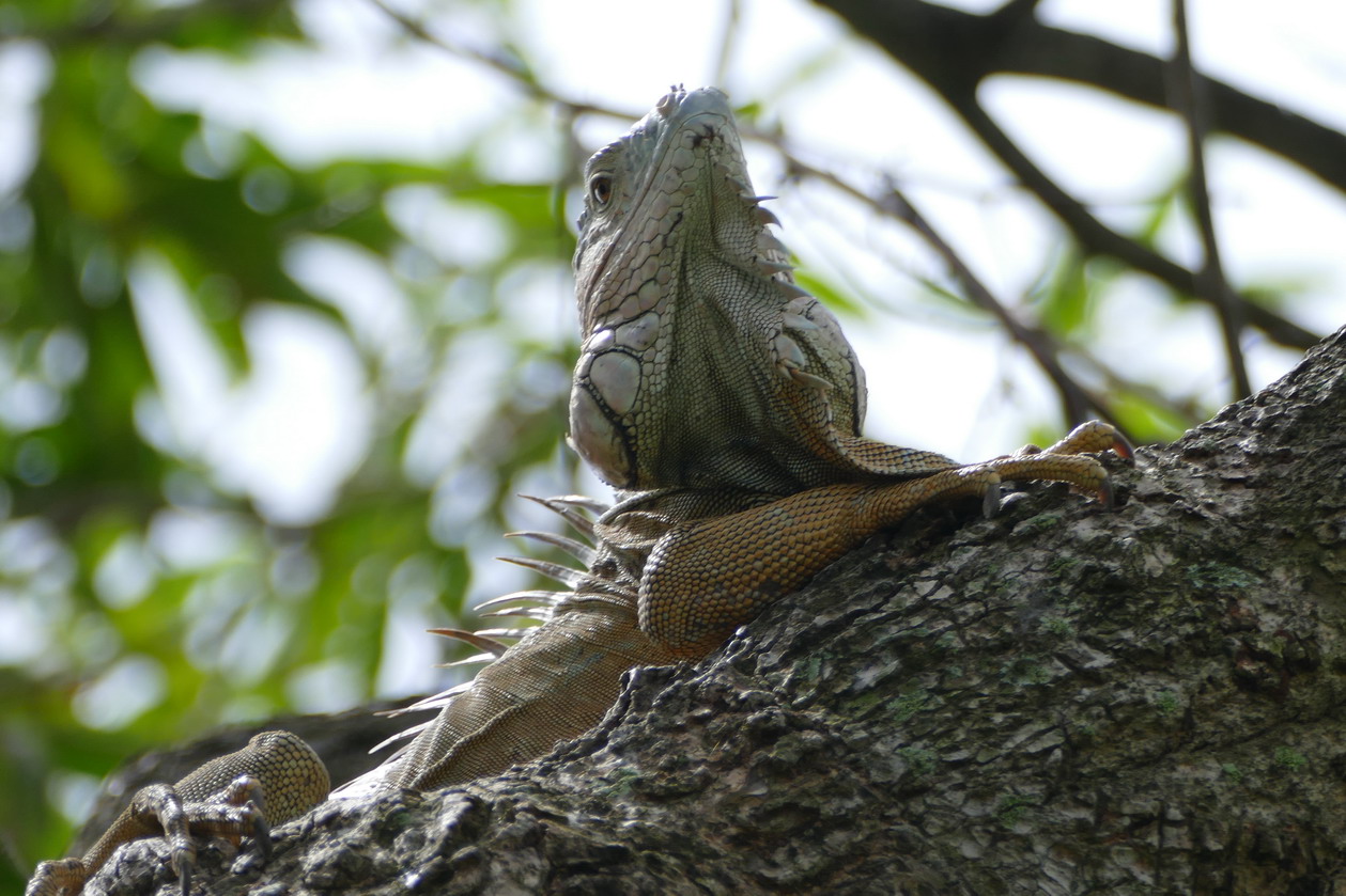 33. Fort-de-France ; le fort Saint-Louis, un iguane, habitant des lieux, reliquat d'un zoo du XIXème siècle